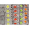 Module 2.4W white CW COB, minimum - 20 vnt./units